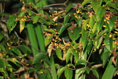 Viburnum setigerum