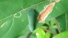 Papilionidae