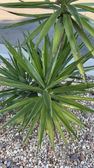 Yucca gigantea