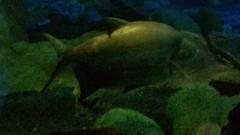 Piaractus brachypomus