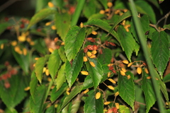 Viburnum setigerum