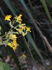 Crepidiastrum denticulatum