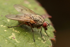 Phaonia angelicae