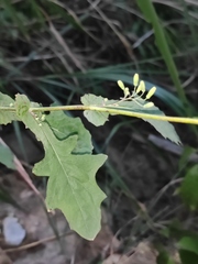 Crepidiastrum denticulatum