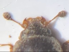 Carpophilus hemipterus