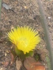 Apatesieae