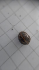 Glomeris