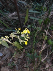 Crepidiastrum denticulatum