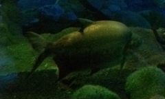 Piaractus brachypomus
