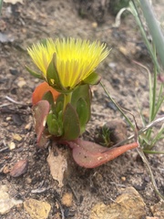 Apatesieae