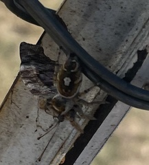 Phidippus arizonensis