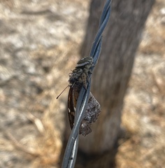 Phidippus arizonensis