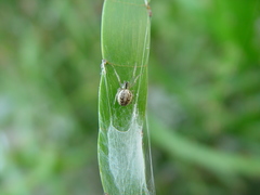 Neoscona theisi