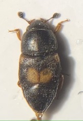 Carpophilus quadrisignatus