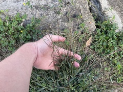 Digitaria ischaemum