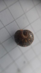 Glomeris