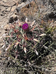 Ferocactus latispinus