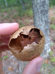 Amphibolips confluenta