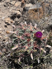 Ferocactus latispinus