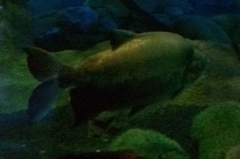 Piaractus brachypomus