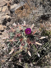 Ferocactus latispinus