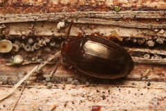 Scaphidema metallicum