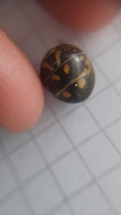Glomeris