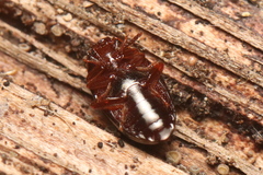 Scaphidema metallicum
