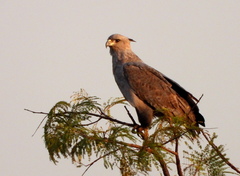 Buteogallus coronatus