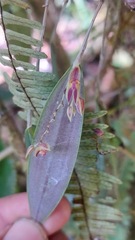 Lepanthes