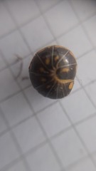 Glomeris