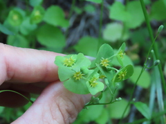 Euphorbia crenulata