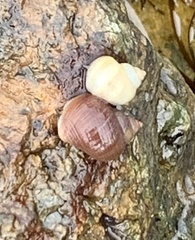 Littorina