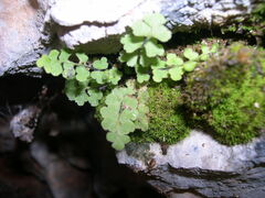 Asplenium petrarchae