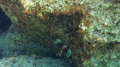 Pterois miles