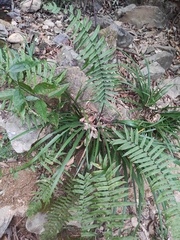 Dryopteris cycadina