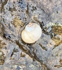 Littorina