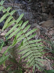 Dryopteris cycadina