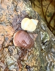 Littorina