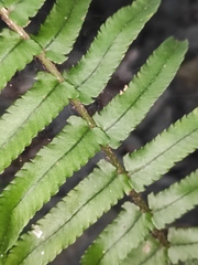 Dryopteris cycadina