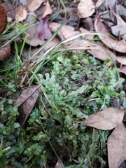 Pallavicinia lyellii