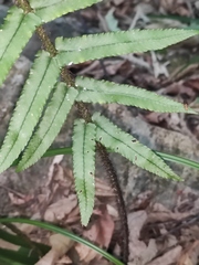 Dryopteris cycadina