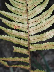 Dryopteris cycadina