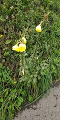 Oenothera glazioviana