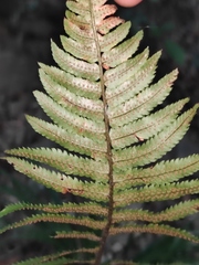 Dryopteris cycadina
