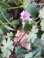 Geranium