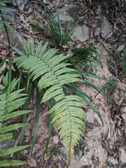 Dryopteris cycadina
