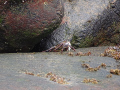 Leptograpsus variegatus