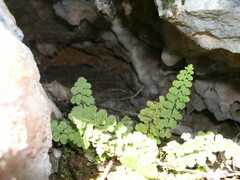 Asplenium petrarchae