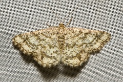 Heliomata glarearia